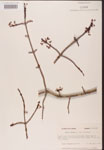 000002513-thumbnail.jpg