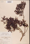 000002515-thumbnail.jpg