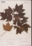000002516-thumbnail.jpg