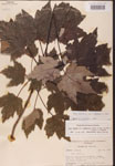 000002517-thumbnail.jpg