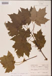 000002518-thumbnail.jpg