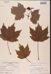 000002524-thumbnail.jpg