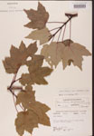 000002525-thumbnail.jpg