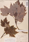 000002526-thumbnail.jpg