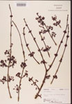000002528-thumbnail.jpg
