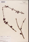 000002529-thumbnail.jpg