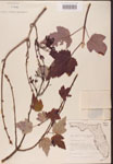 000002531-thumbnail.jpg