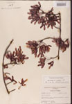 000002535-thumbnail.jpg