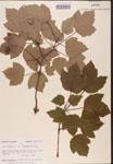 000002537-thumbnail.jpg