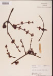 000002542-thumbnail.jpg