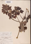 000002545-thumbnail.jpg