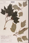 000002549-thumbnail.jpg