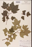 000002550-thumbnail.jpg