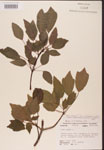 000002553-thumbnail.jpg