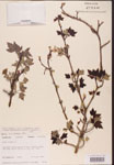 000002555-thumbnail.jpg