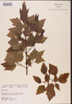 000002556-thumbnail.jpg