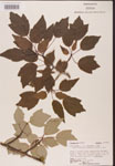 000002557-thumbnail.jpg