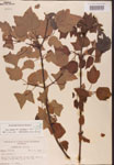 000002558-thumbnail.jpg