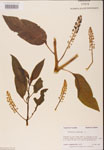000002559-thumbnail.jpg