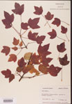 000002561-thumbnail.jpg