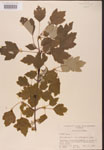 000002562-thumbnail.jpg