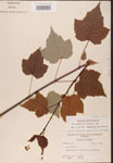 000002563-thumbnail.jpg