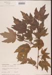 000002565-thumbnail.jpg