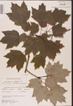 000002566-thumbnail.jpg
