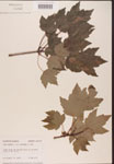 000002568-thumbnail.jpg
