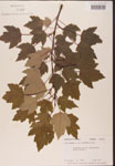 000002570-thumbnail.jpg