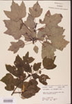 000002572-thumbnail.jpg