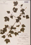 000002573-thumbnail.jpg
