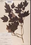 000002574-thumbnail.jpg
