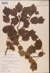 000002575-thumbnail.jpg