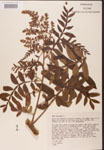 Rhus