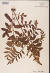 Rhus