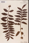 Rhus