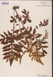 Rhus