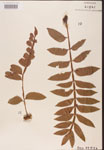 Rhus