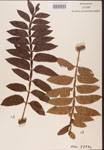 Rhus