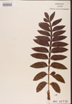 Rhus