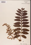 Rhus