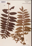 Rhus