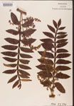 Rhus
