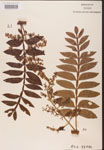Rhus