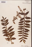 Rhus