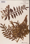 Rhus