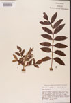 Rhus