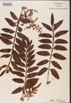 Rhus
