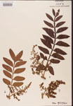 Rhus